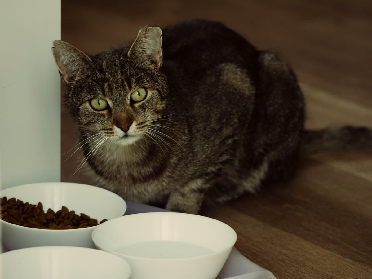 A tabby cat on a wooden floor beside bowls of food and water.