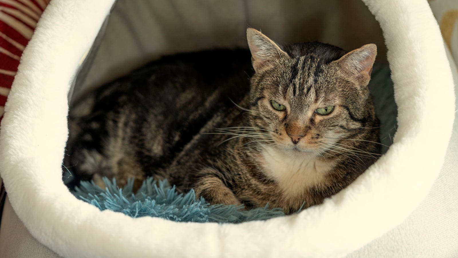 An adult tabby lies inside a hooded cat bed, head at the opening, looking out into the room.