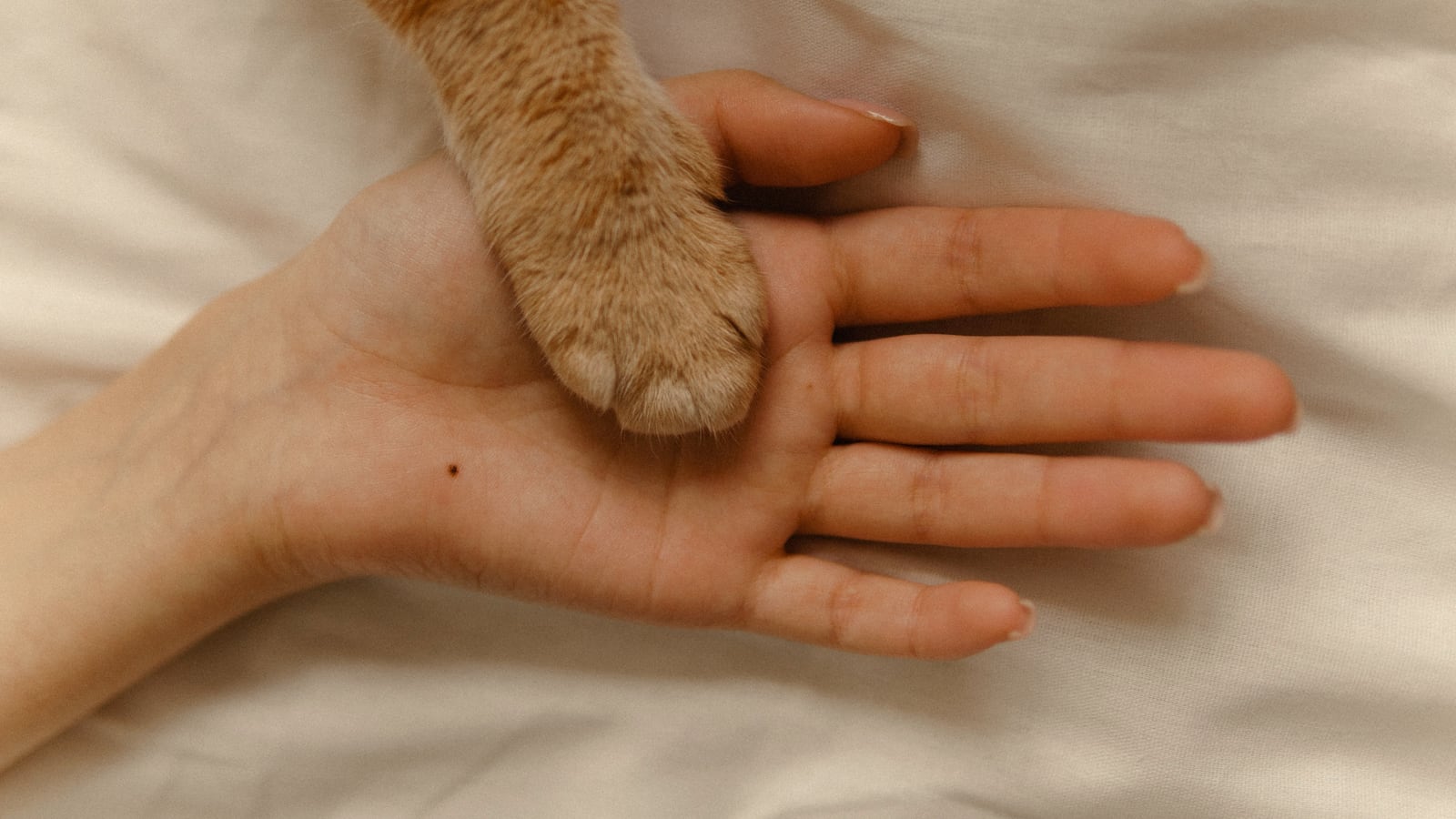 A ginger cat’s paw resting in an open human hand, palm up, on a cream sheet.
