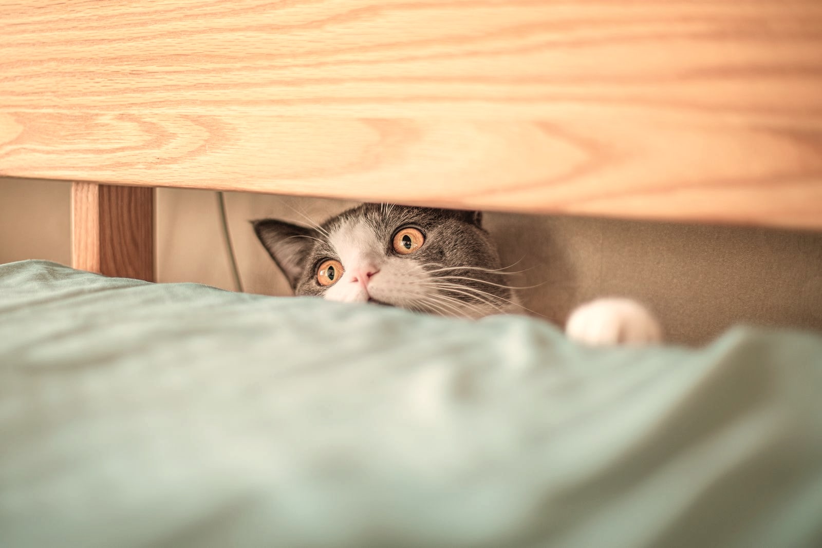 A frightened grey-and-white cat with wide amber eyes peeking out from the gap under a wooden bed frame, warm room.