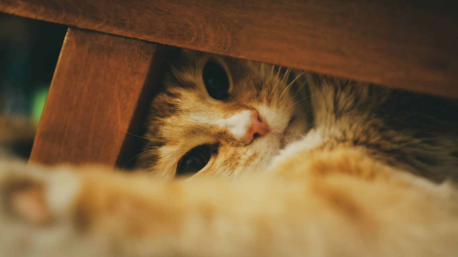 A soft ginger cat peeking out warily from a cozy hiding spot under wooden furniture, warm home light.